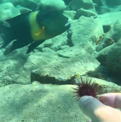 A diver offering a sea urchin to a dark fish with a yellow band