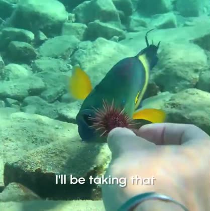 The fish, now blue with yellow fins, taking the urchin