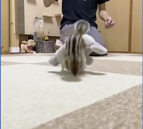 A chipmunk grabbing a plush toy